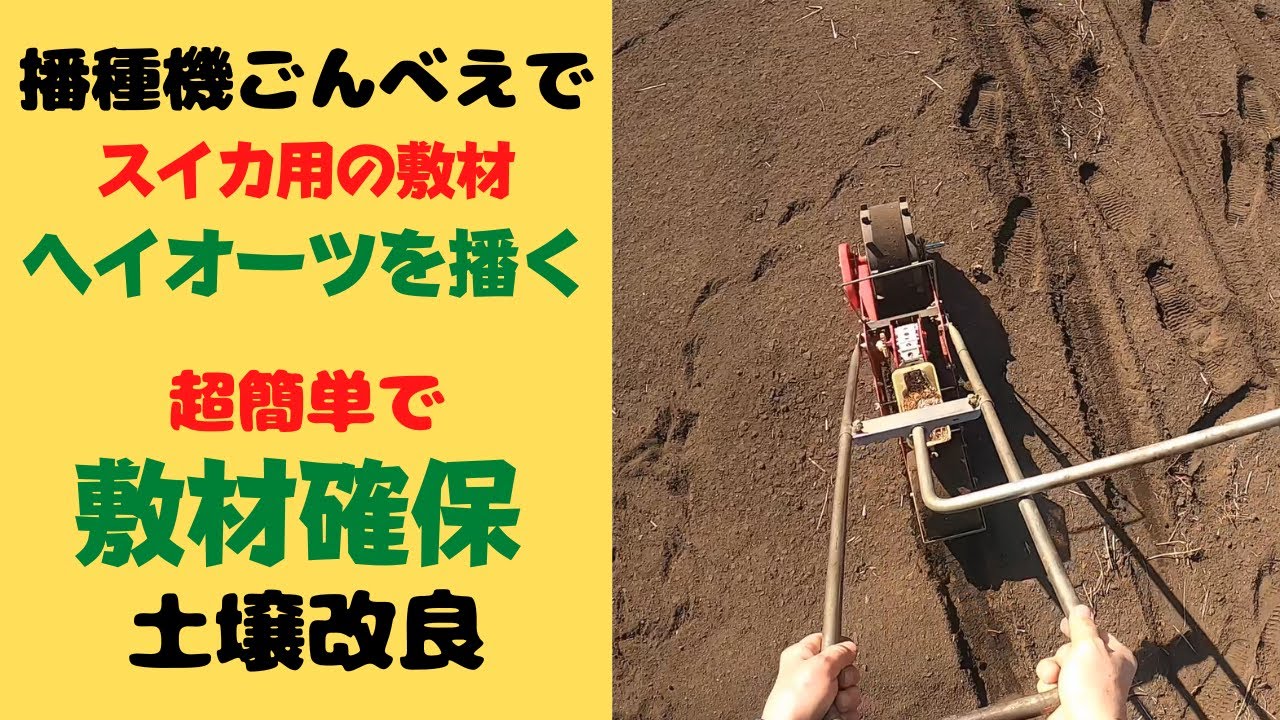 ヘイオーツをスイカのつる展葉地に、播種機「ごんべえ」で播きます