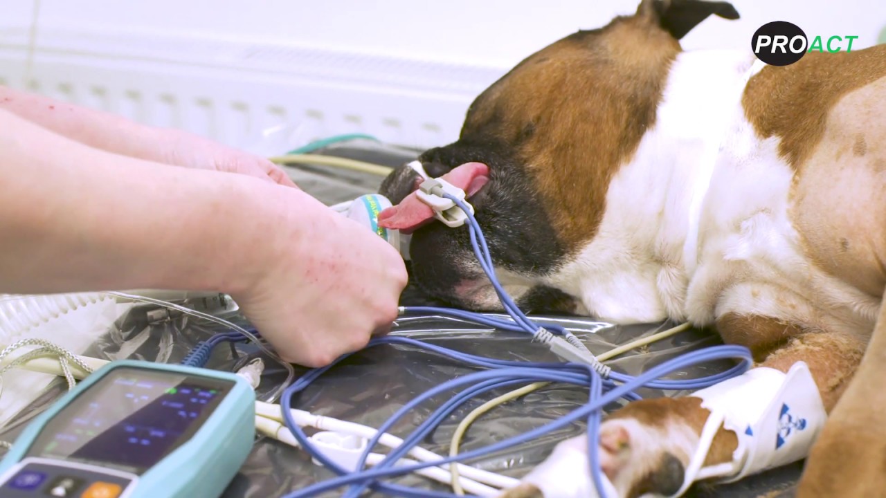 PC-900V Veterinary Capnography Device