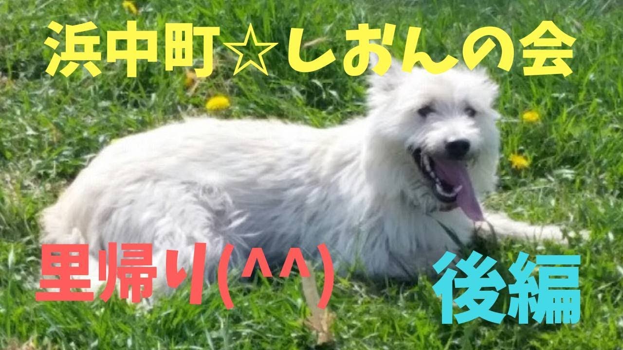 オークを保護して下さった浜中町『しおんの会』へ里帰り☆後編☆概要欄詳細有