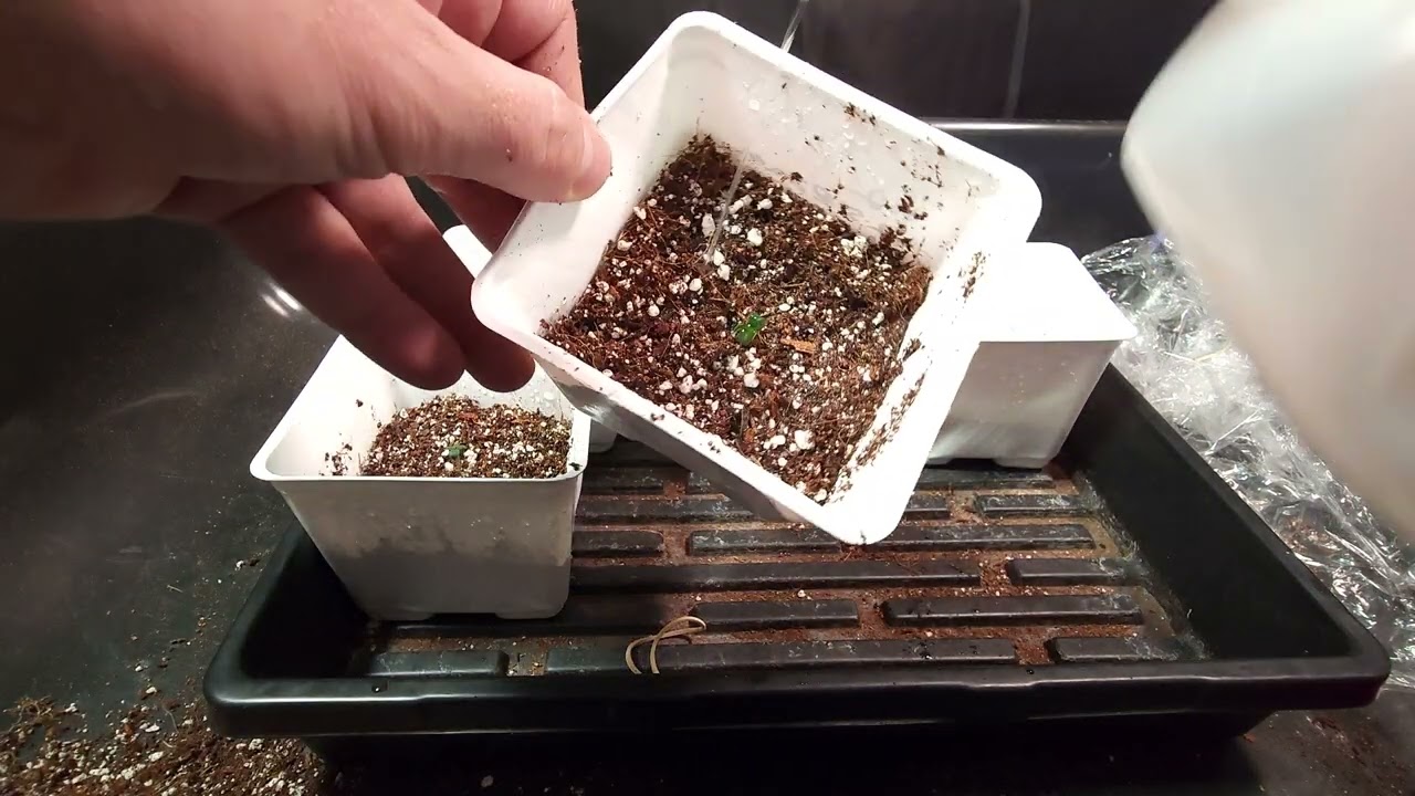 Genius x Rosetta Stone from Brothers Grimm Seeds 🌱 above soil 1 day 🪴