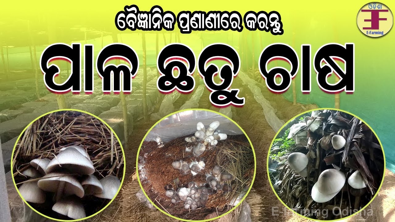 ବୈଜ୍ଞାନିକ ଉପାୟରେ ଛତୁ ଚାଷ କରନ୍ତୁ Mushroom Cultivation in Odisha, Mushroom Farming Training in Odisha.