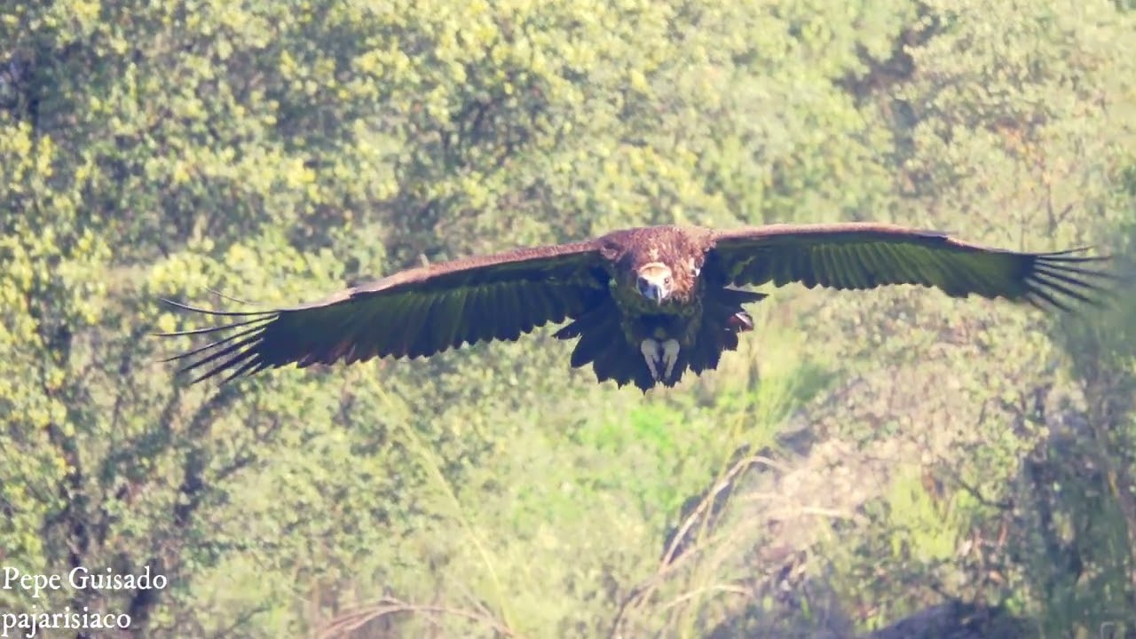 Buitre negro planeando y aterrizando