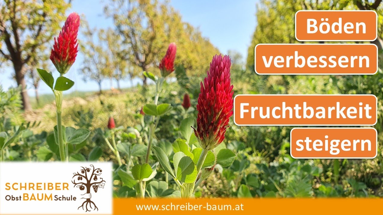 Der effizienteste Weg des Humusaufbaus – Direktsaat im Obst und Weinbau