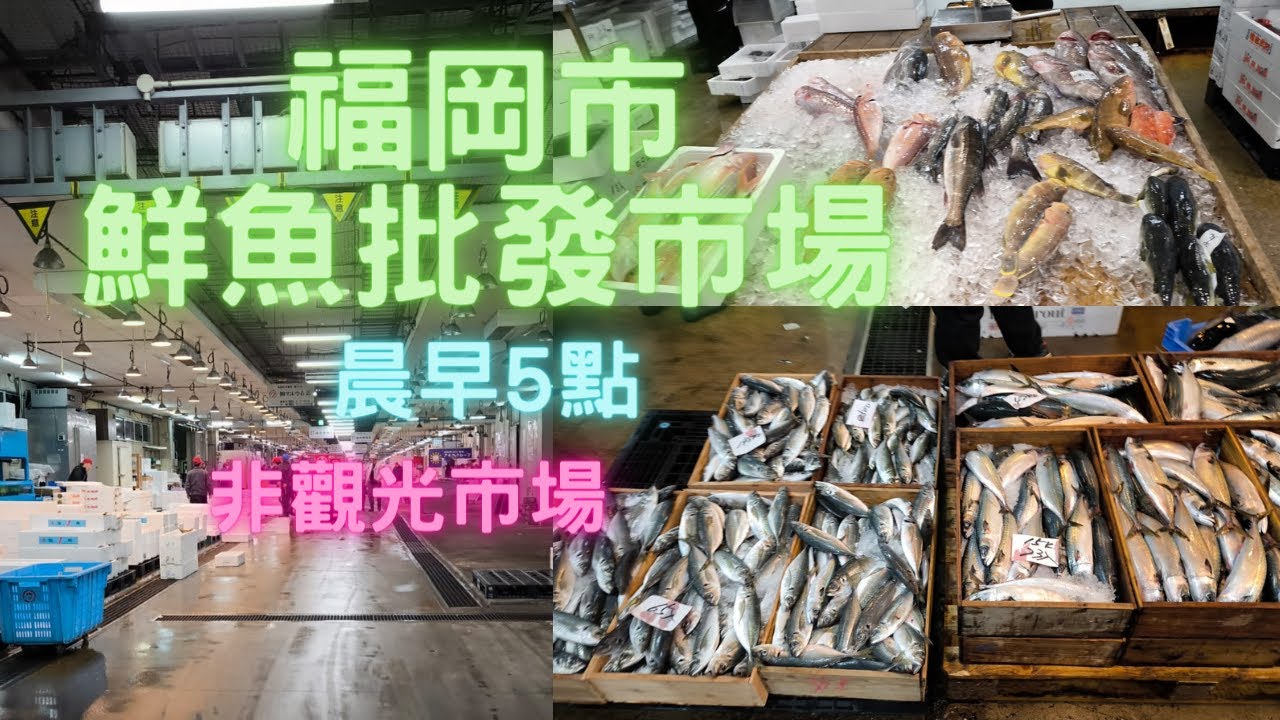 福岡市鮮魚批發市場,有人帶至入得😍晨早5點去😆真係幾多野睇🥰衝出香港：福岡第一集~fishcutting香港海鮮~社長遊街市Seafood