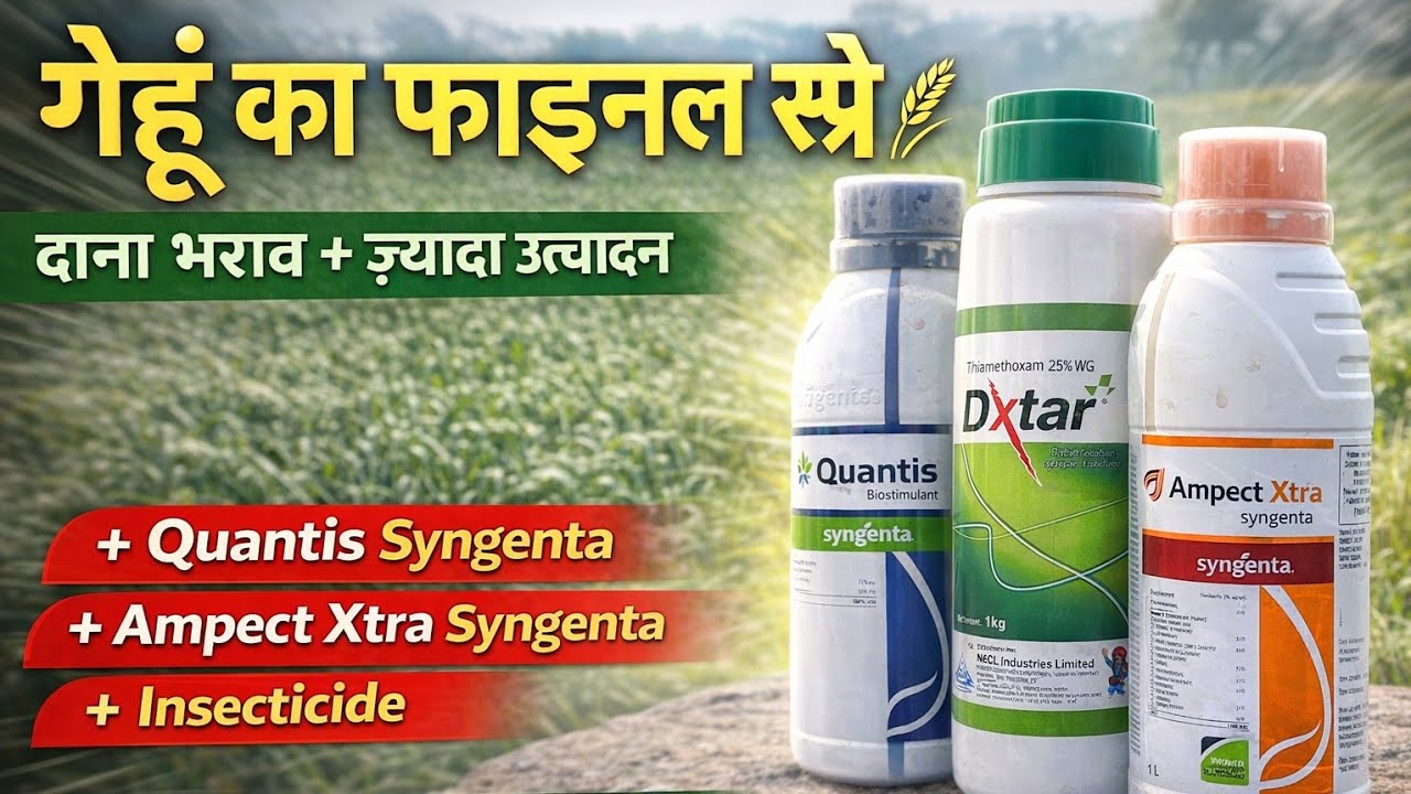 🌾गेहूं में रिकॉर्ड उत्पादन के लिए फाइनल स्प्रे | Quantis Syngenta+ Ampact xtra Syngenta+ Insecticide