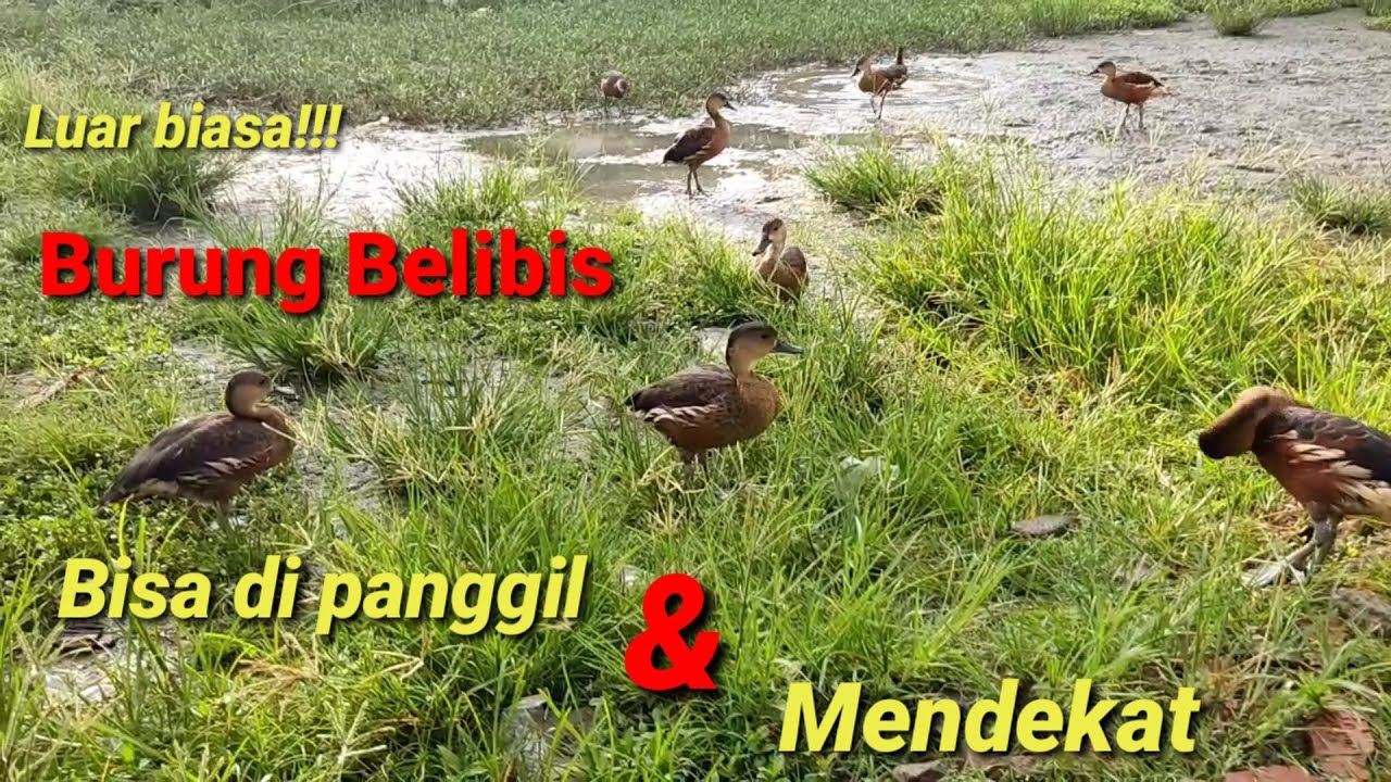 Burung belibis kembang terlalu jinak di lepas liarkan. @bayhaqipetualang6664