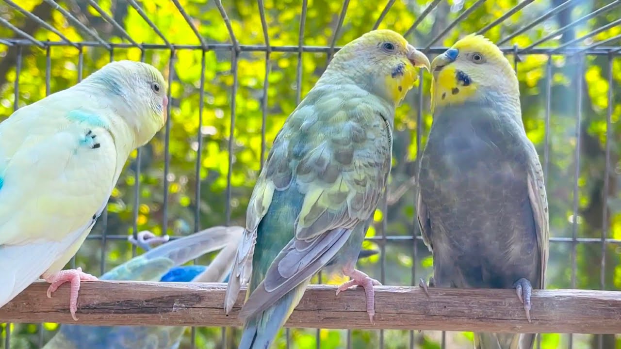 NEW The BEST PARAKEETS SOUNDS 10 Hours for your birds to listen to with MUSIC