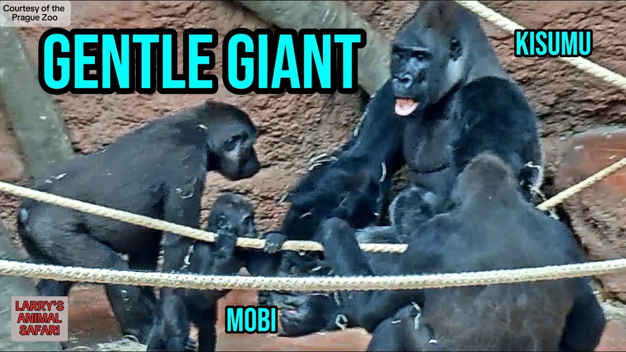 Кисуму играет с Аджабу и малышом Моби 🦍 #Горили