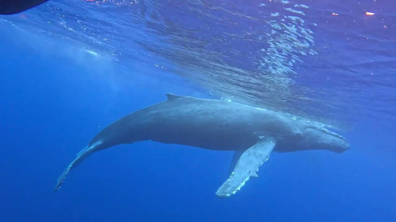 Feb 22, 2026 Maui humpback whale encounter 
