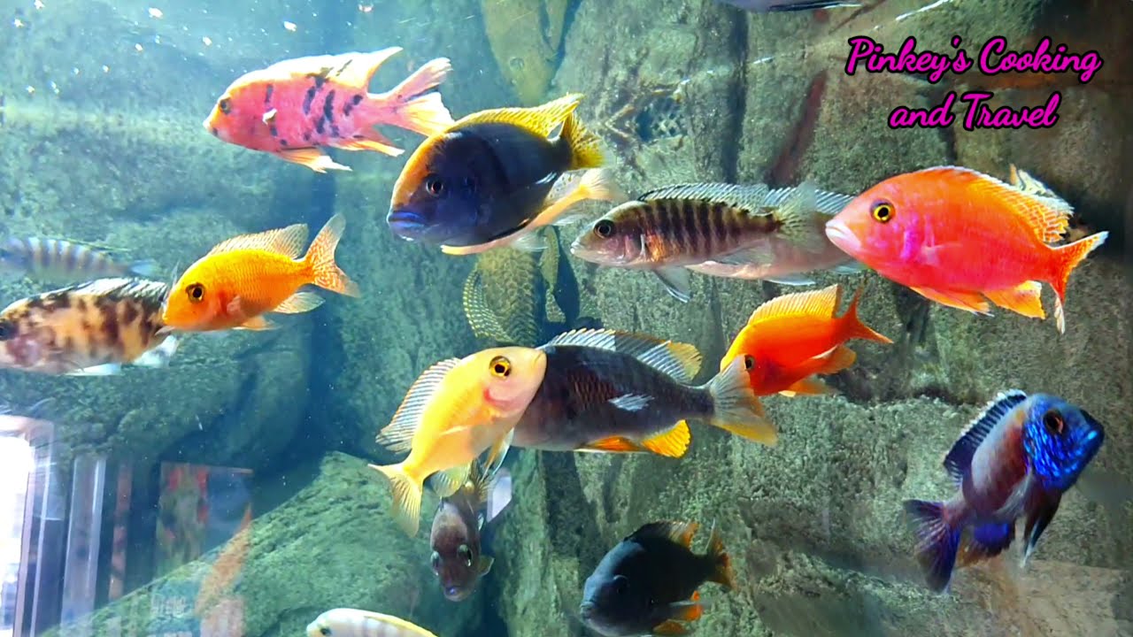 St Andrews Aquarium - Scotland