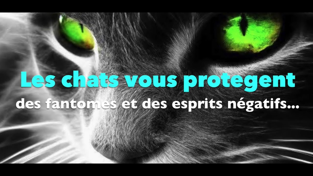 Les chats vous protègent vous et votre maison des fantômes et des esprits négatifs