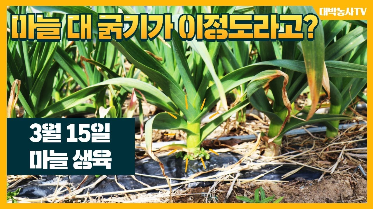 [대박농사TV 20] 마늘 1편. 3월 15일 마늘이 맞는지 의심될 정도로 굵게 올라왔습니다. 하우스 멜론과 토마토를 재배하시는 경북 경주의 펜타키프농법입니다.