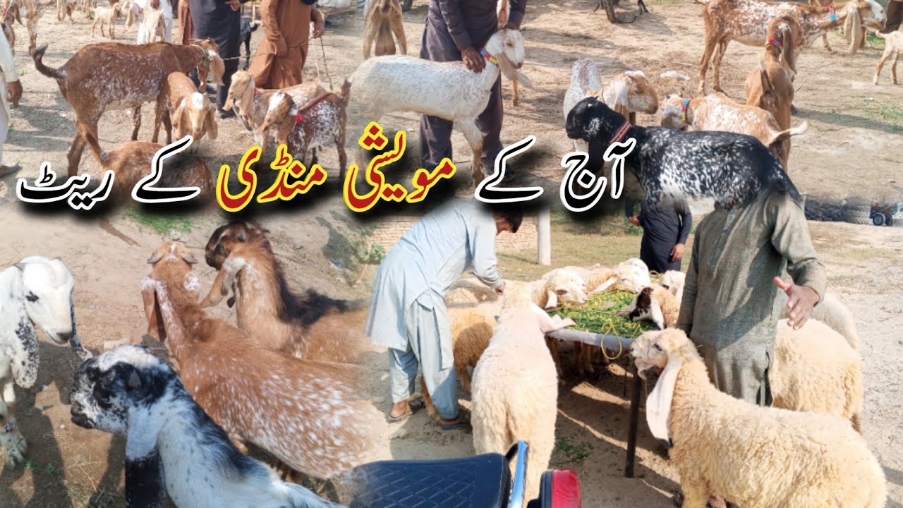 Maveshi Mandi Haroonabad 2025 | Bakra, Bakri & Chhitra Latest Price Update Today 🐐💰
