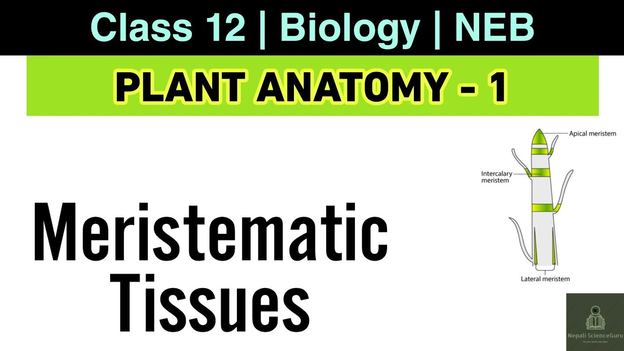 Plant Anatomy L-1 | NEB Class 12 Biology | Concept of tissue, Meristematic tissue and its types