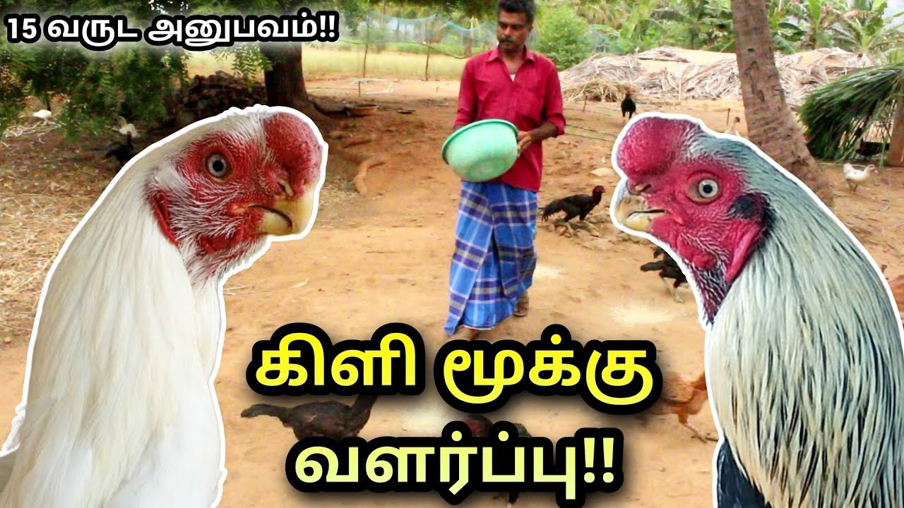 பாரம்பரிய கிளி மூக்கு நாட்டுக்கோழி வளர்ப்பு!! | kilimokku seval valarpu | kilimokku kozhi valarpuu |