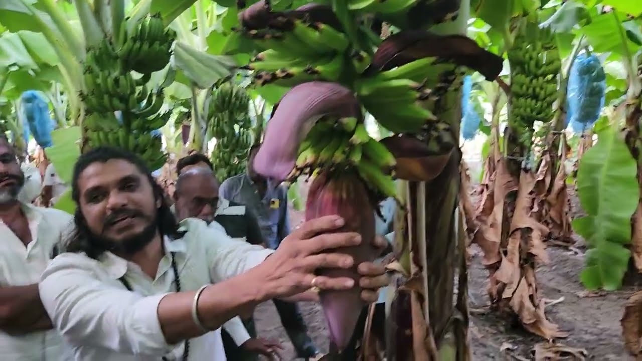 5273- MH Dr Balram Kisan & Banana Farmer केला किसान के साथ खेती में 8518838222