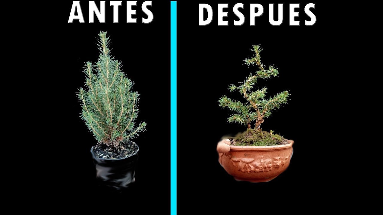 Diseñando un plantón de picea glauca 'perfecta'