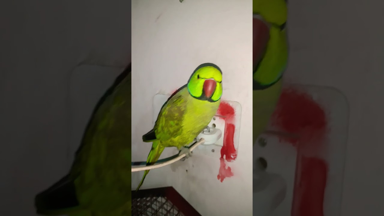 #parr