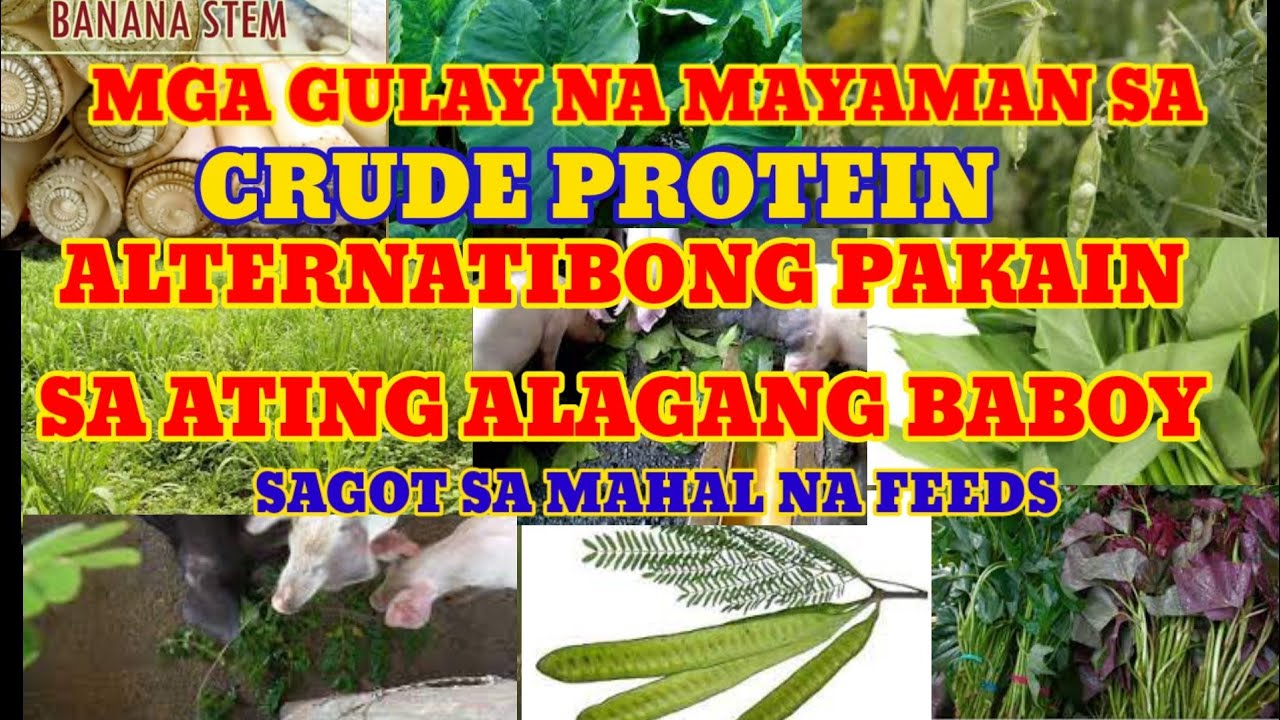 alternatibong pakain sa BABOY na mayaman SA crude protein