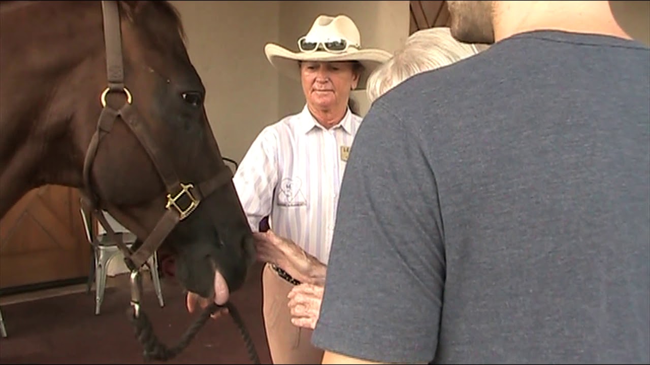 Horse Human Bonding in the Elderly