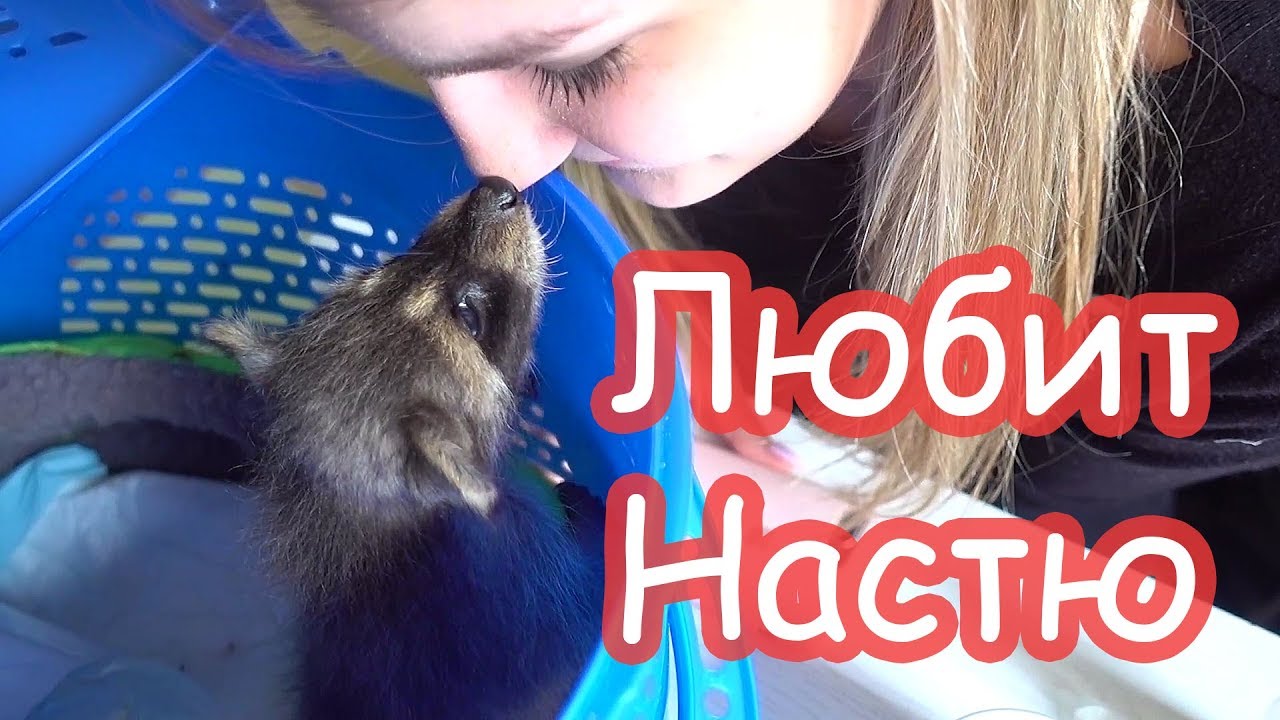 Лимон заболел
