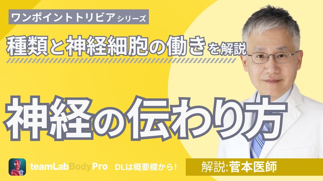 【神経の伝わり方】種類と神経細胞の働きを現役医師が解説