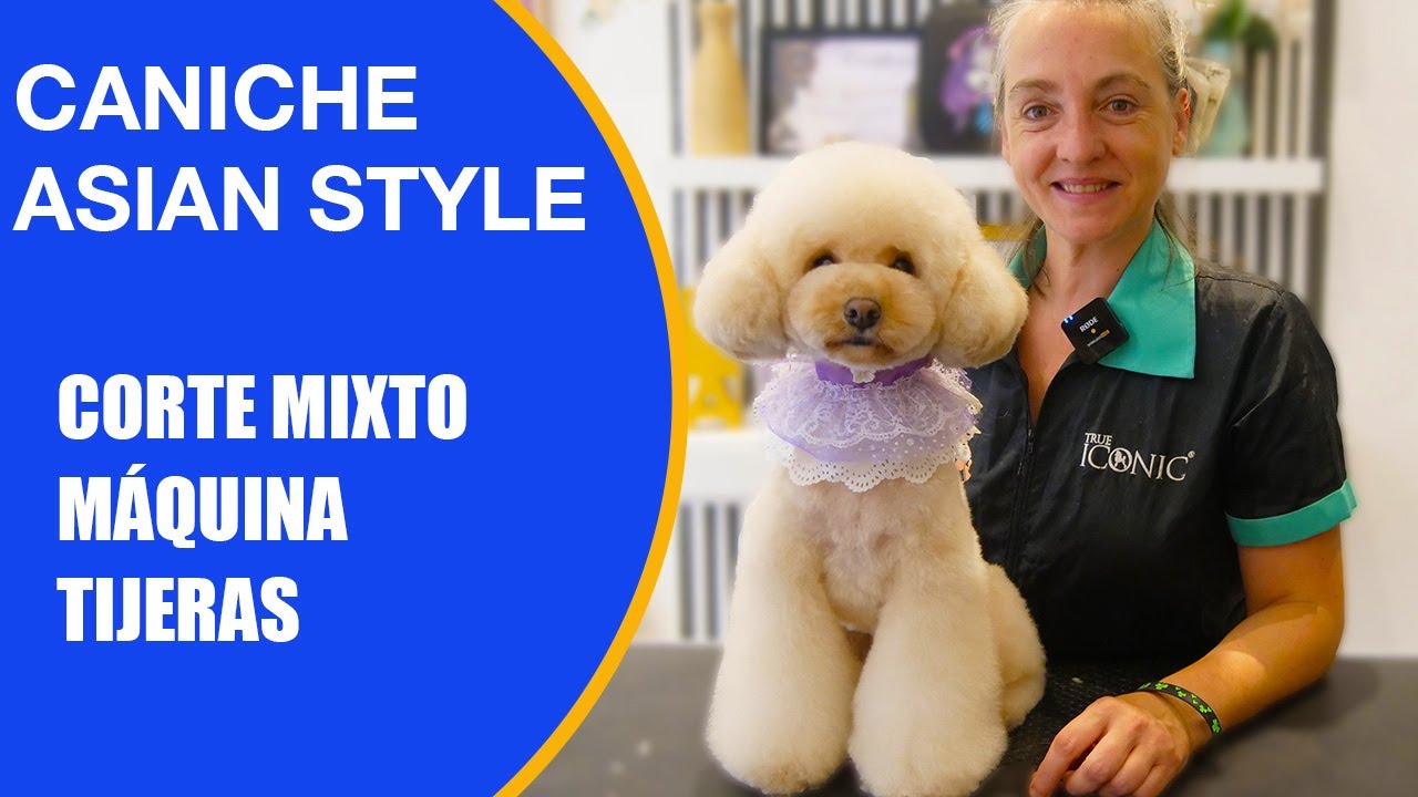 Cómo hacer un corte asian style a un caniche en la PELUQUERÍA CANINA con Nagore Azurmendi