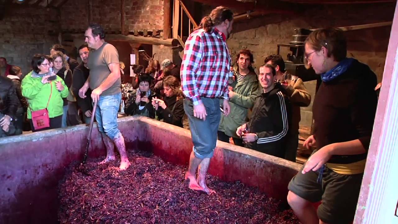 Fiesta del Pisado de la Uva Bodegas Lecea | Vídeo Reportaje