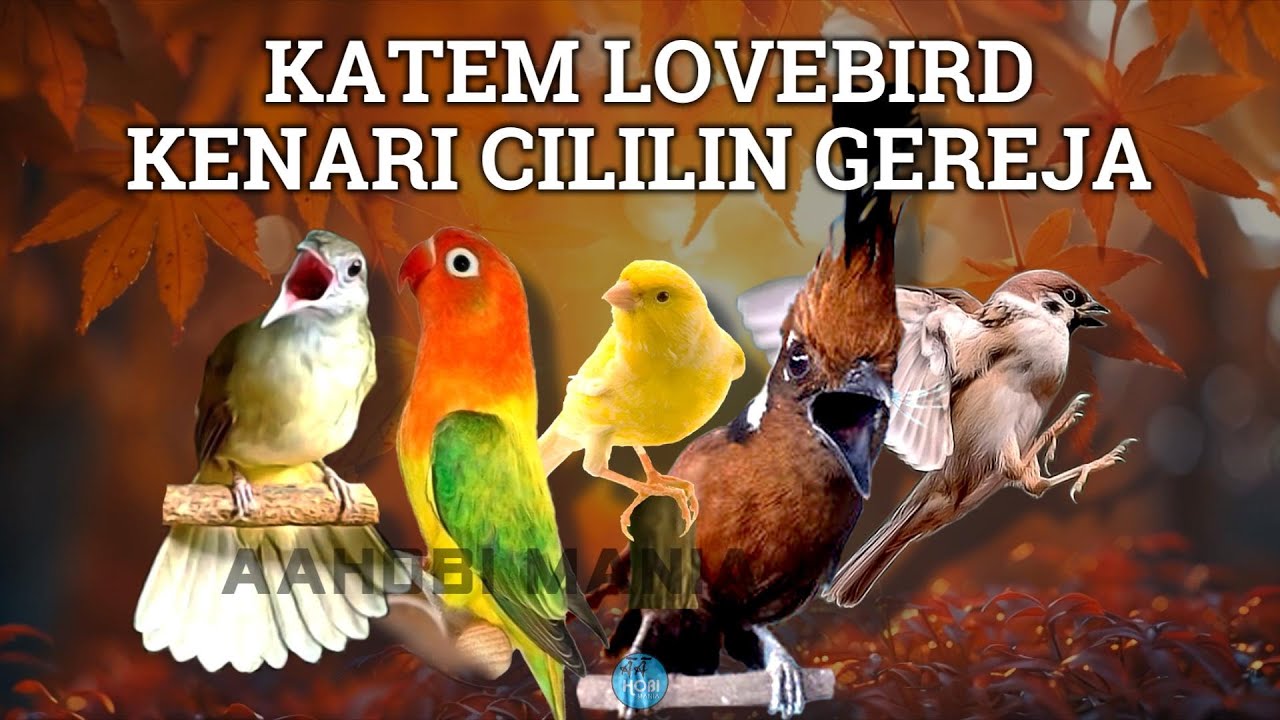 KATEM LOVEBIRD KENARI CILILIN GEREJA
