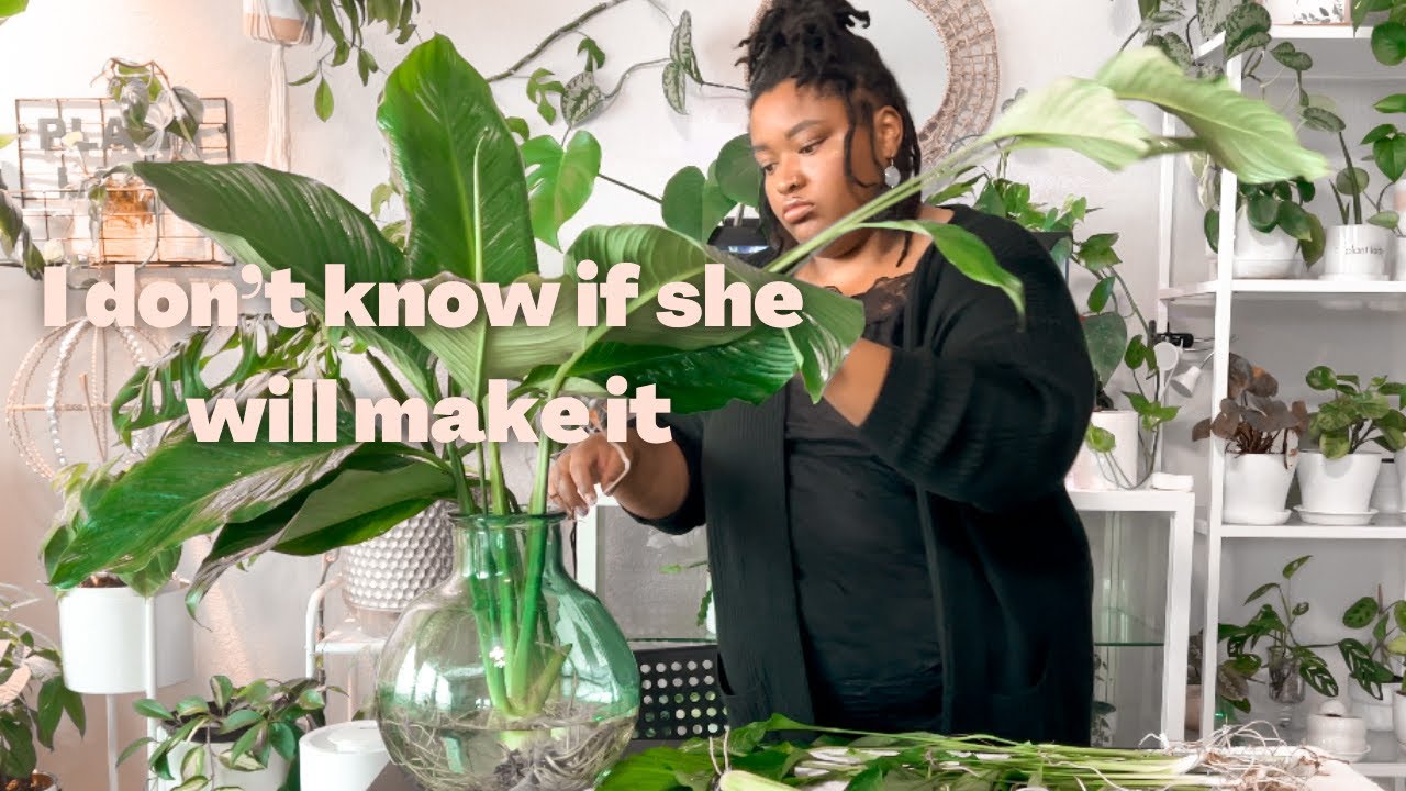 Will my Peace Lily survive the transfer from soil to water?