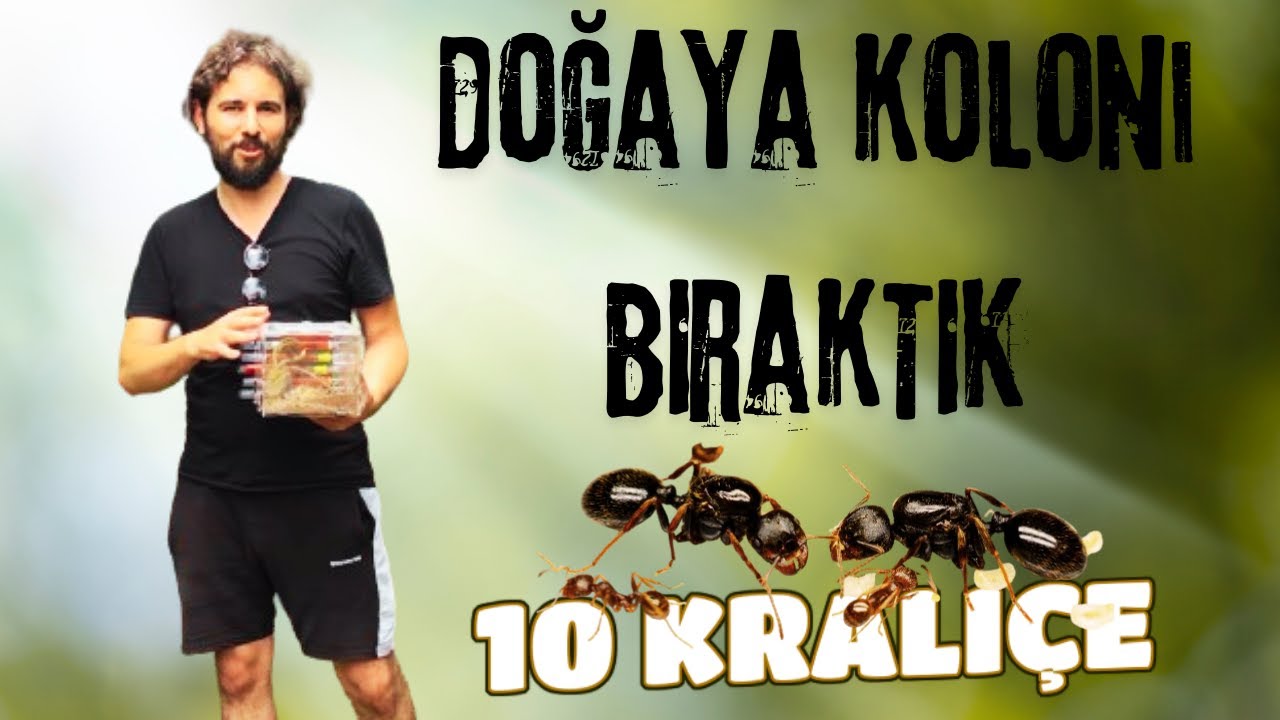 Doğaya Koloni Bıraktık   |  10 Kraliçeli Messor Kolonisi   |  PART 4
