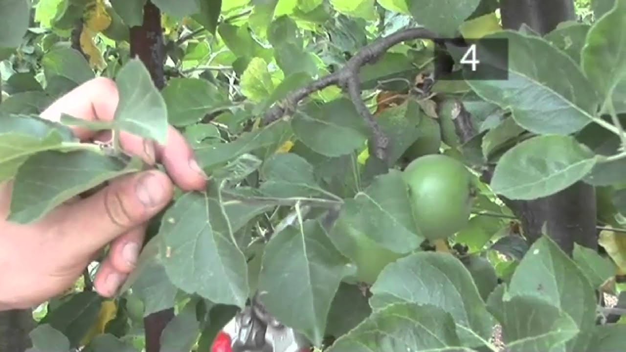 How and When to Prune a Fruit Tree