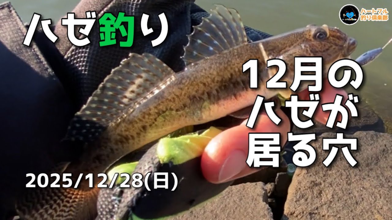 【ハゼ釣り】12月のハゼが居る穴 2025年12月28日