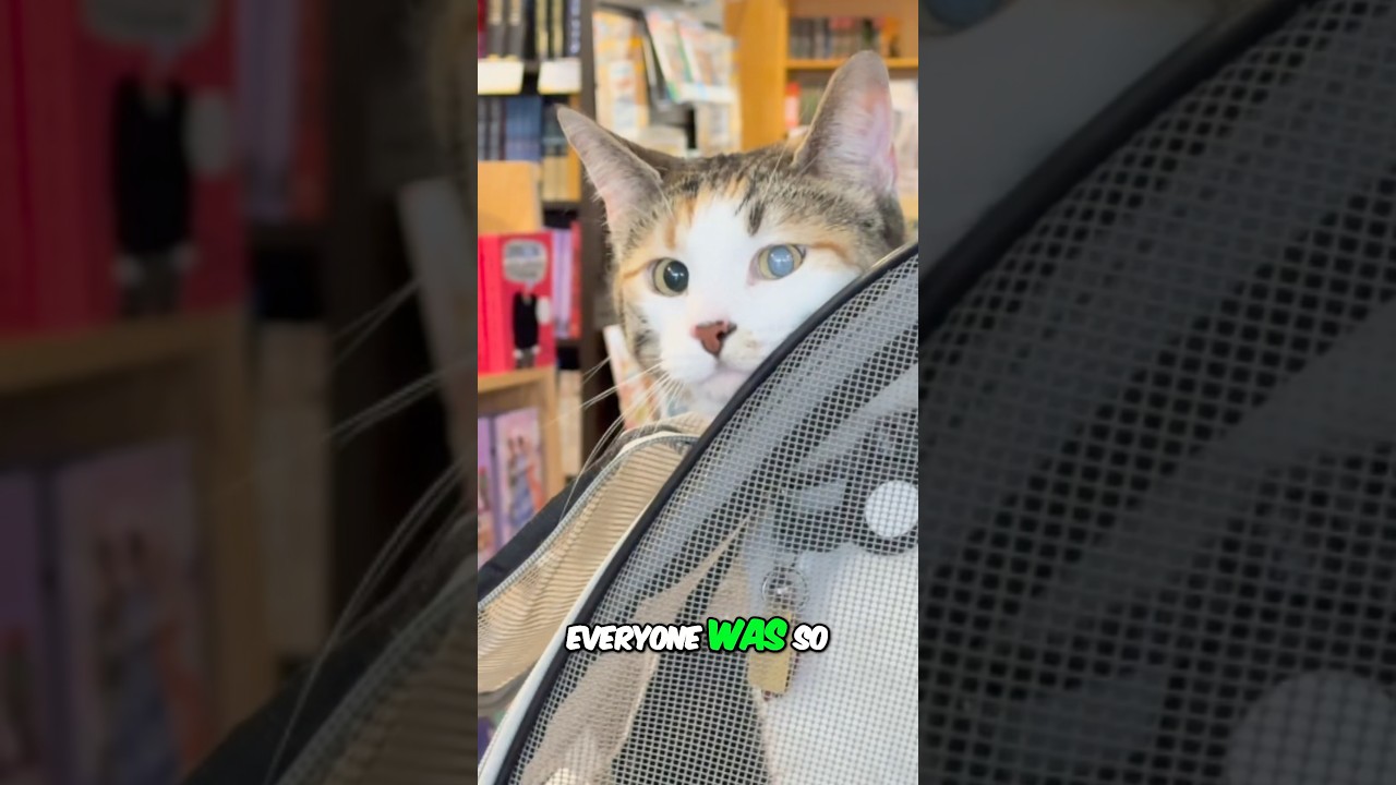 Taking our cat to a bookstore! #cat #booktube #bookstore