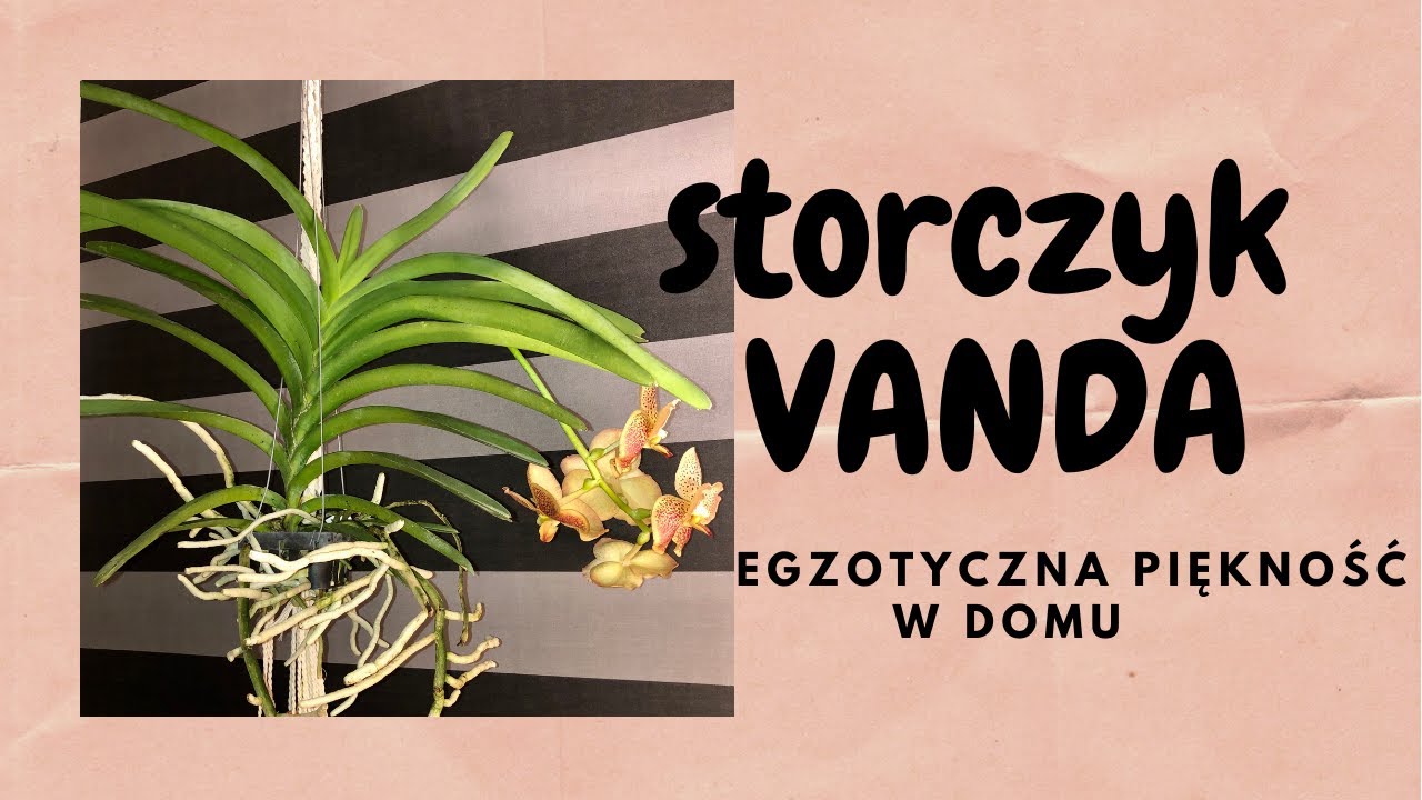 Storczyk Vanda. Egzotyczna piękność w domu.