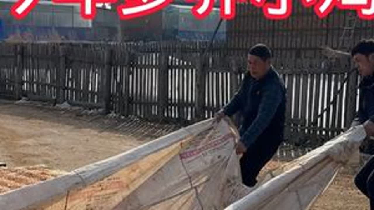 今年小坤家留了很多玉米，这得养多少鸡啊？地有点湿在给挪动一下