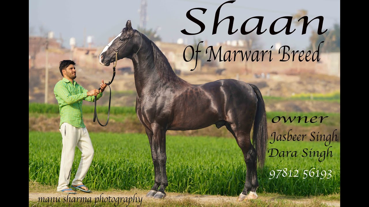 Best  Marwari Stallion Beautiful Champion Shaan owner Dara singh