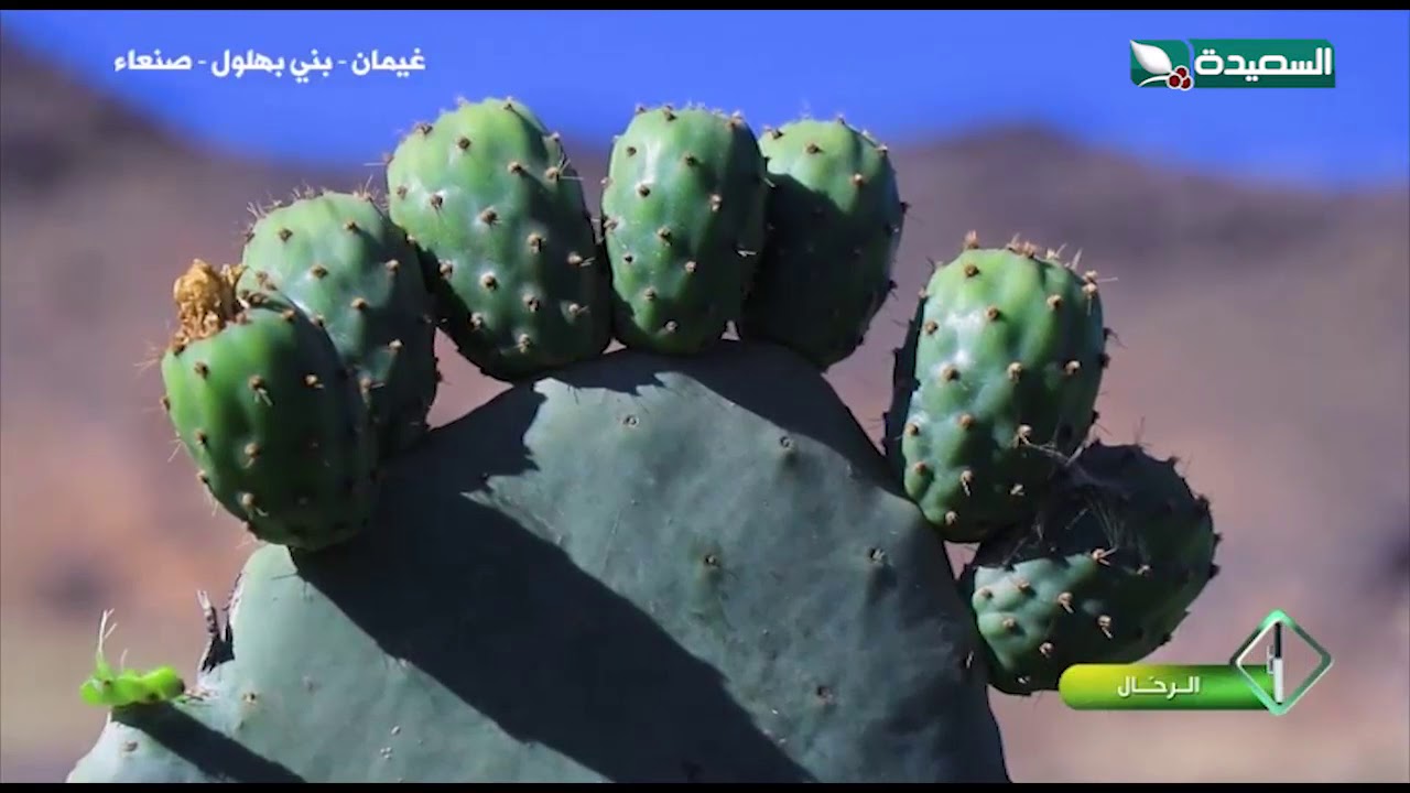 رحلة إلى غيمان..بلاد زراعة التين الشوكي #طائر_السعيدة2