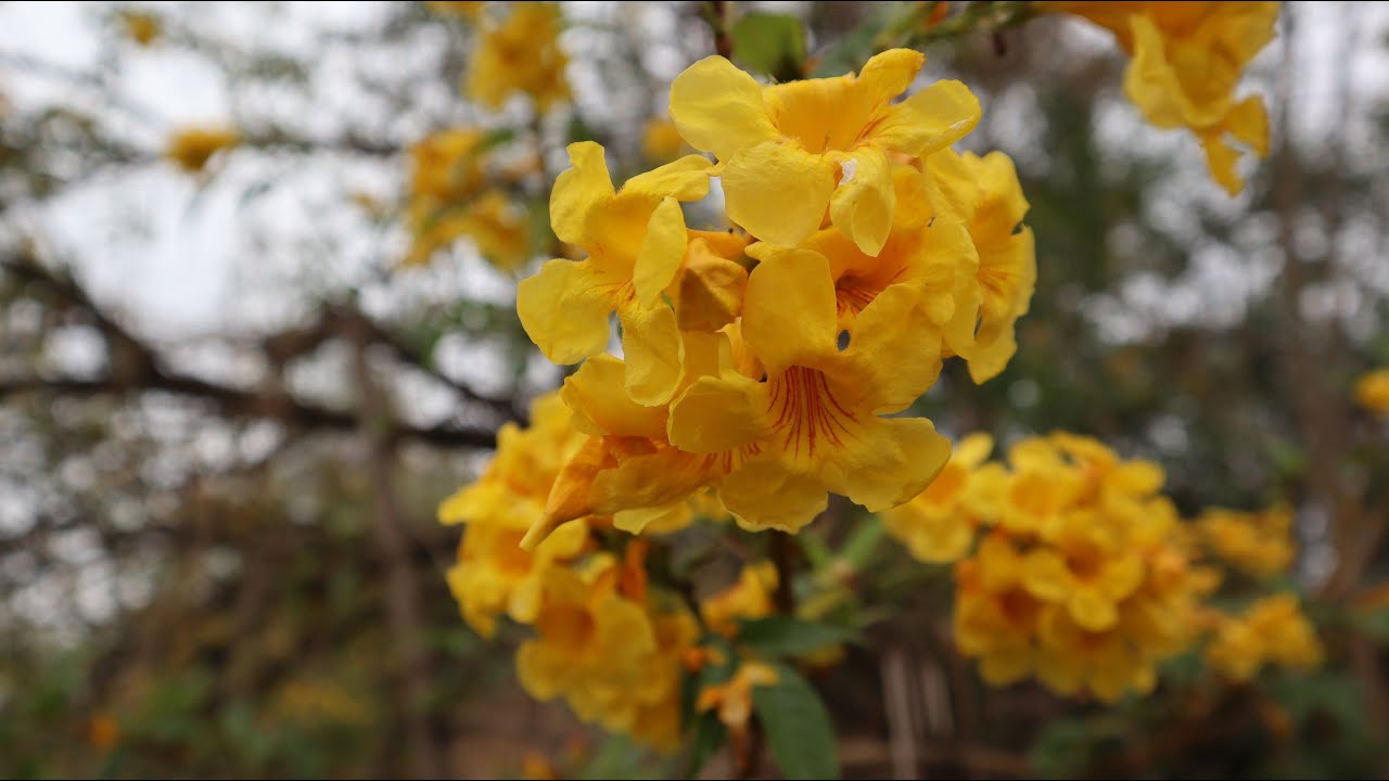 Como germinar Tecoma stans - Tronadora - Guaran - Árbol de San Pedro - Chicala - Sauco amarillo