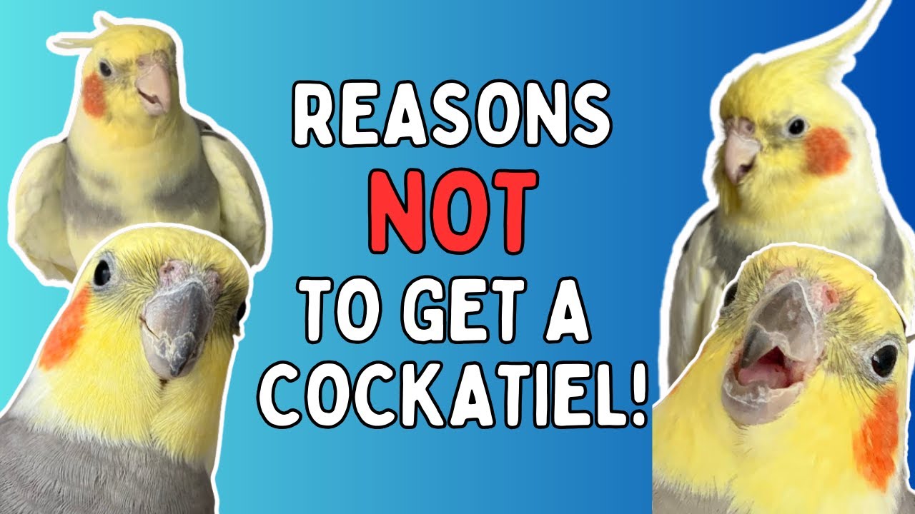 Cockatiel Pets - Reasons Not To Get A Cockatiel Bird | TheParrotTeacher