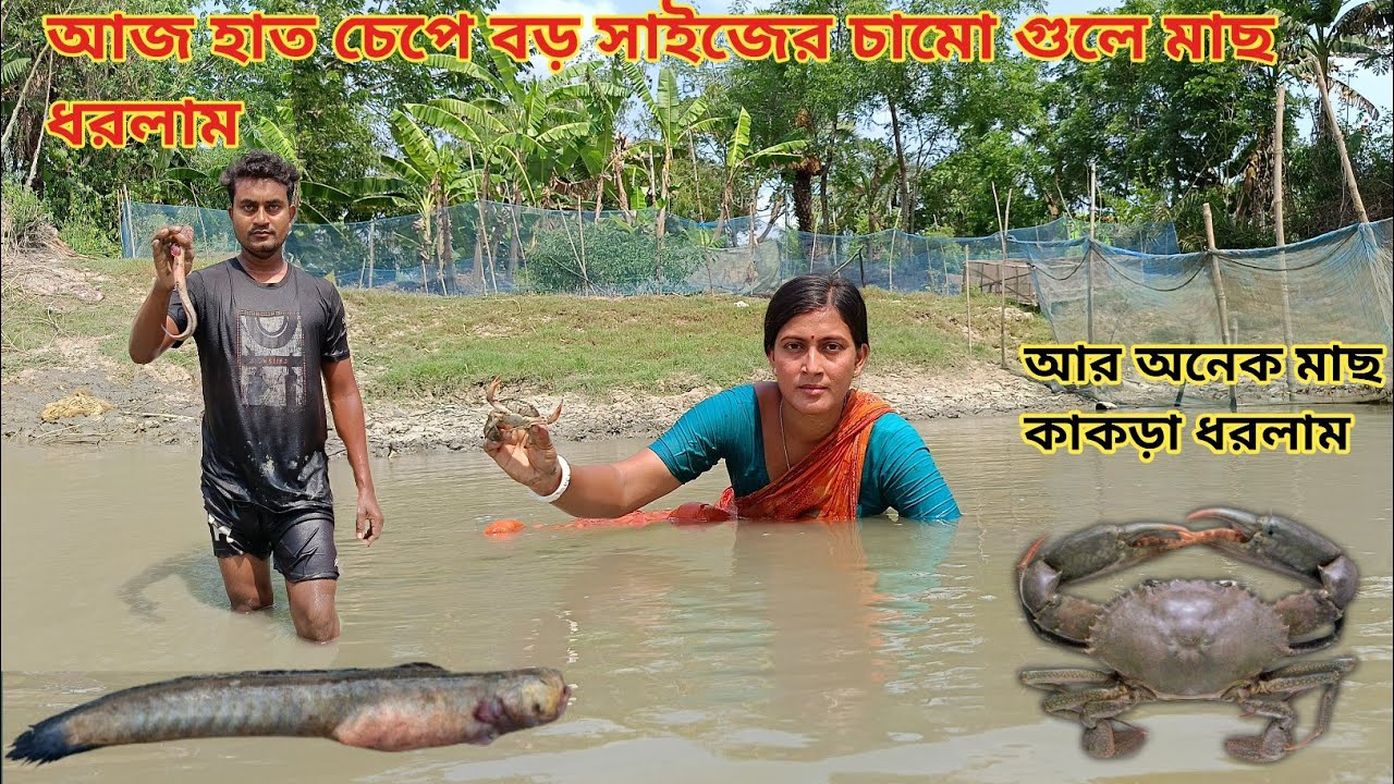 আজ হাত চাপা করে বড়ো সাইজের চামো গুলে মাছ ধরলাম || Nandita Sundarban life