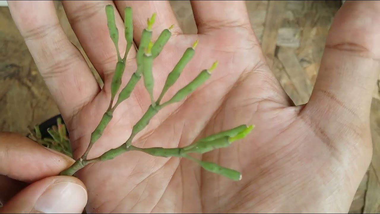 || UPDATE AND PROPAGATION OF DANCING BONE CACTUS ||
