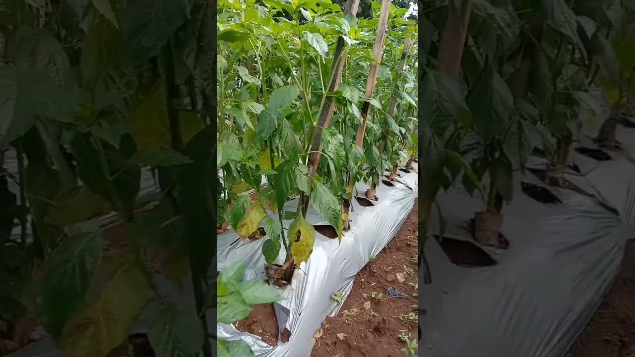 LUAR BIASAA...!!!METODE MAS UDIN ,, BUKTIKANNN...!!!!!  #cabai #petani #petanimuda #mitrabertanitv