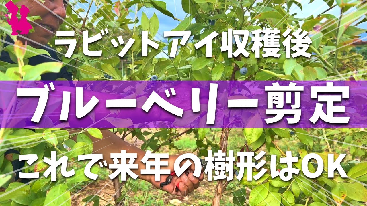 【ラビットアイ】ブルーベリー収穫後剪定をプロ農家が教えます！