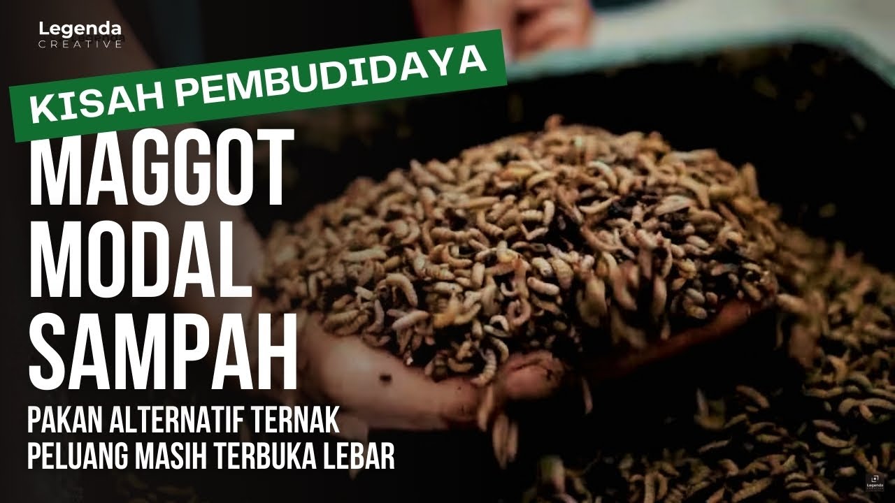 BUDIDAYA MAGGOT MODAL SAMPAH, PERMINTAAN 2 TON PER HARI MASIH BELUM MENCUKUPI