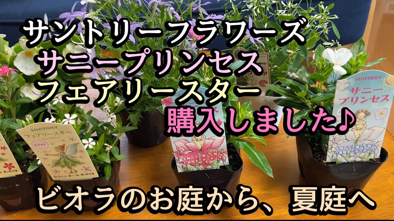 サントリーフラワーズ　サニープリンセス、フェアリースター購入、ビオラのお庭から夏庭庭へ