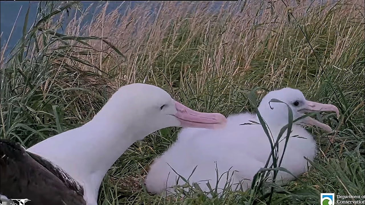 Royal Albatross - WYL💙 is back home for the second time this week !