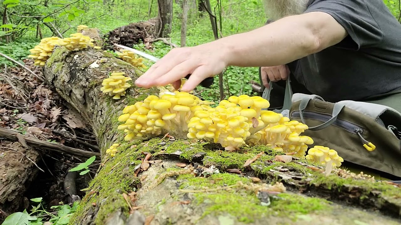 Golden Oyster Mushroom Harvest Adventure with Birds and Wildlife