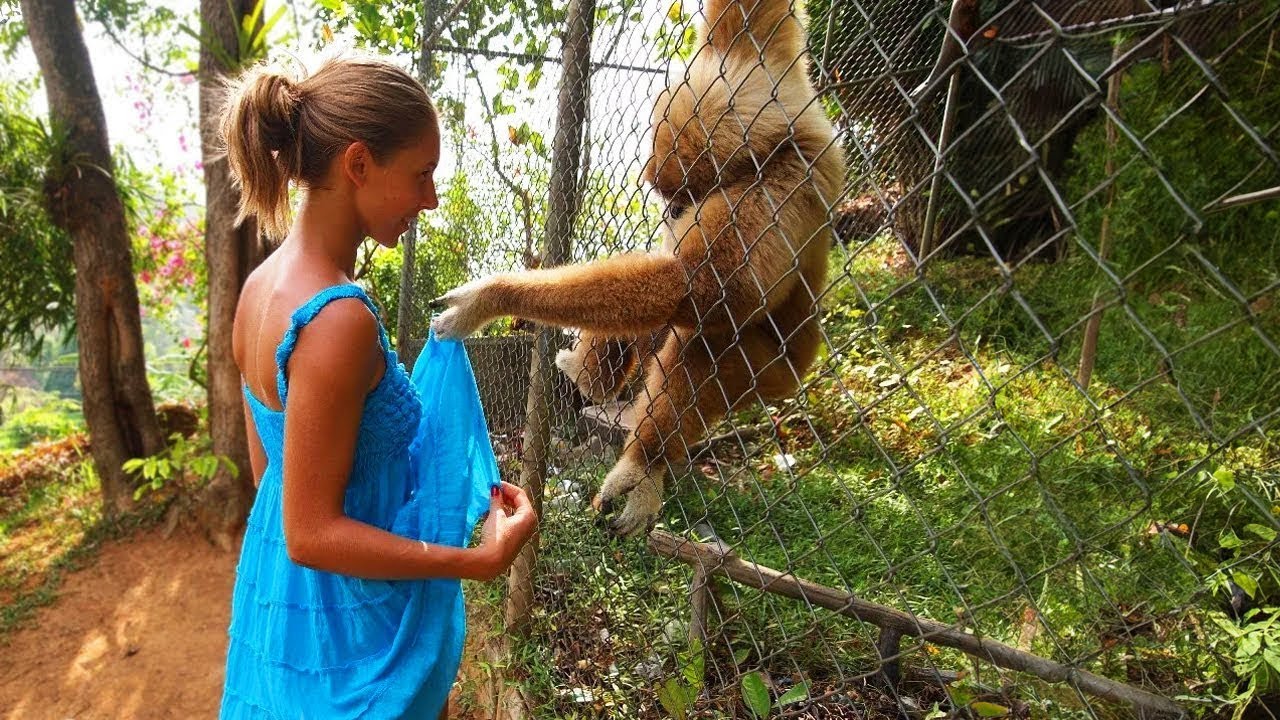 Animals Teach Us: Love is the Key to Happiness😍 - Animal Moments Compilation