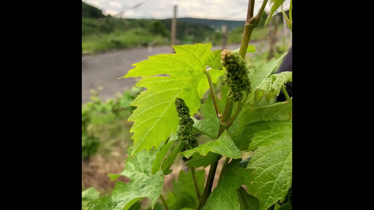 Blick in die Weinberge am 25.  Mai 2023